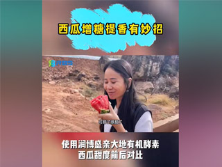 西瓜增糖提香有妙招，使用潤(rùn)博盛親大地有機(jī)酵素，西瓜甜度前后對(duì)比