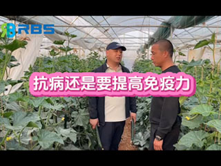 大棚黃瓜抗病還是要提高免疫力，云南元謀縣農(nóng)戶(hù)使用感言