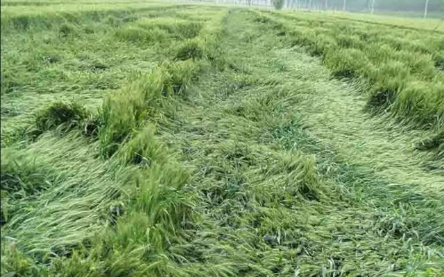 如何預(yù)防小麥后期倒伏？
