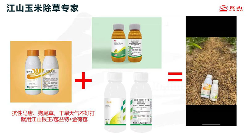 天氣干旱 玉米田超好用的除草劑方案推薦！除草干凈，不傷苗！